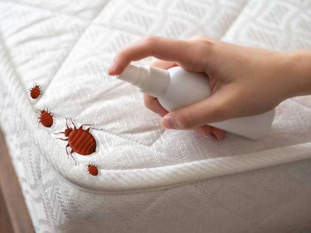 Wasp Removal Services in Alpine, TX